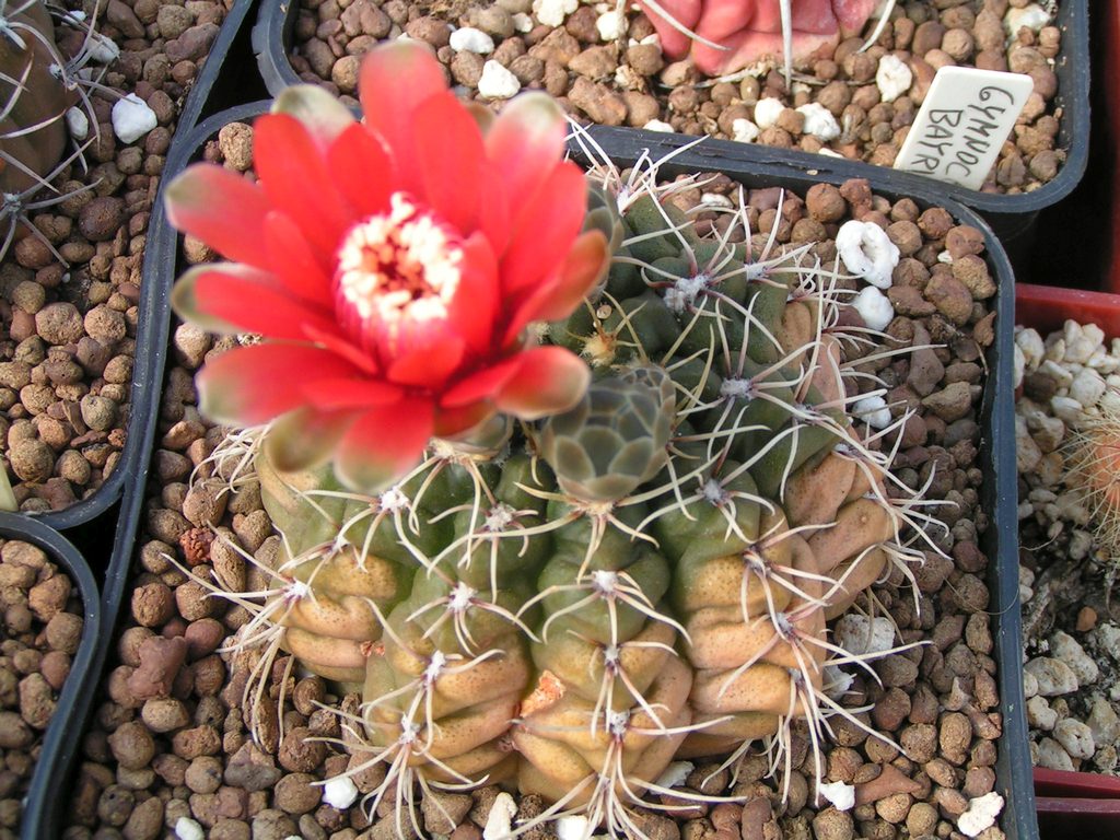 Gymnocalycium baldianum